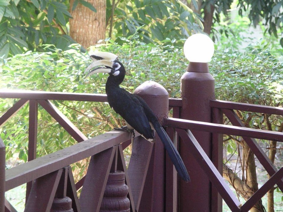 Hornbill auf der Terrasse Hotel Coral Island Resort