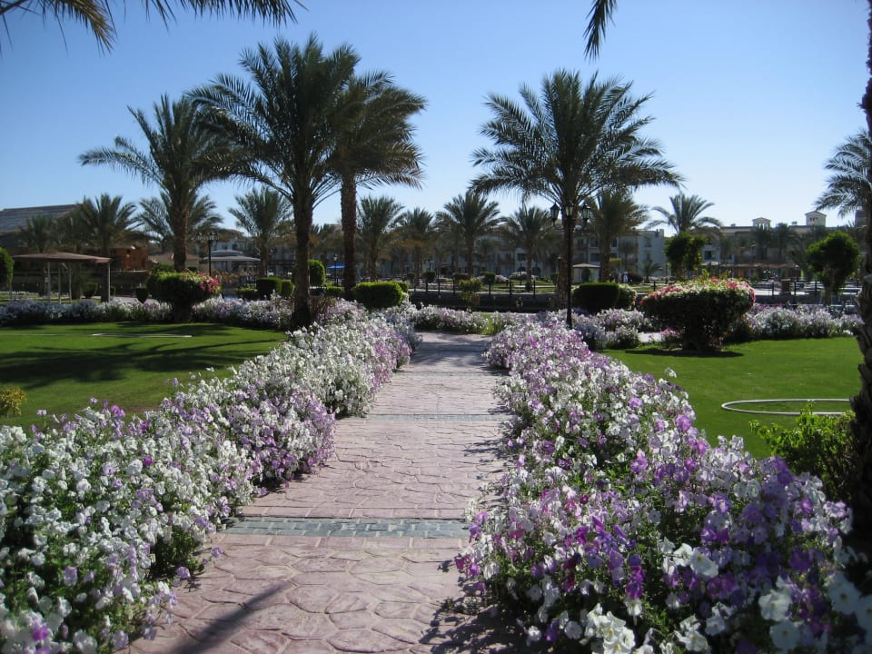 Alles blüht Pickalbatros Dana Beach Resort - Hurghada