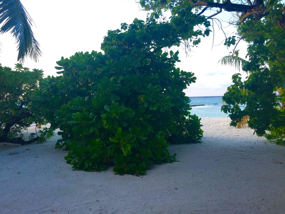 Widok z pokoju Summer Island Maldives