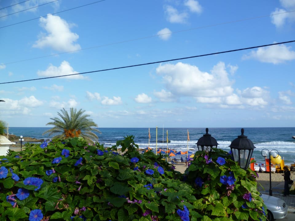 Blütenpracht Cactus Beach