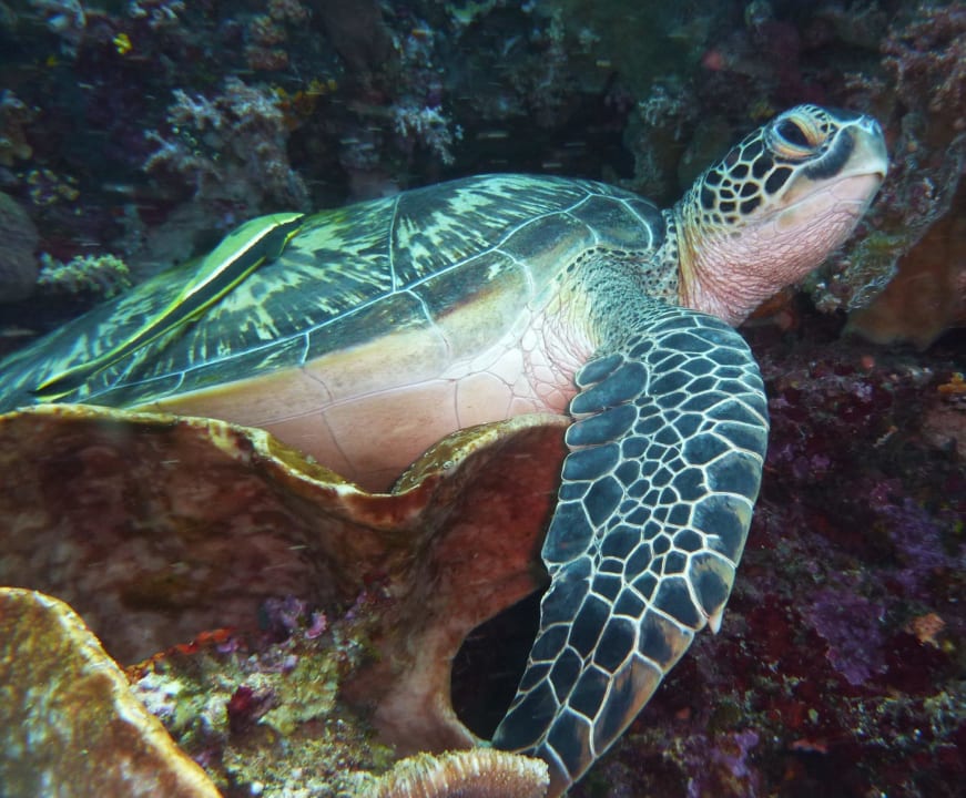 Schildkröte Two Fish Divers Resort