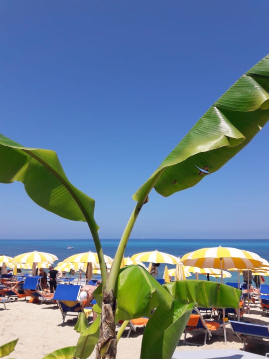 Überall exotische Pflanzen Aldiana Club Rocca Nettuno Calabria