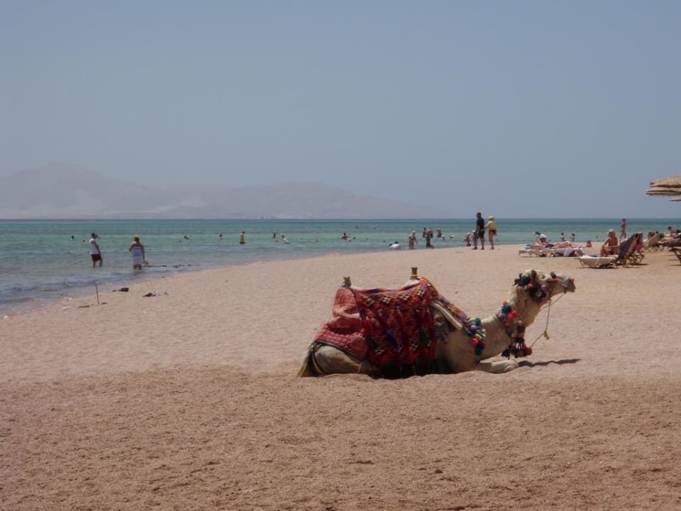 Hotelcamel Pickalbatros Royal Moderna Resort-Sharm El Sheikh