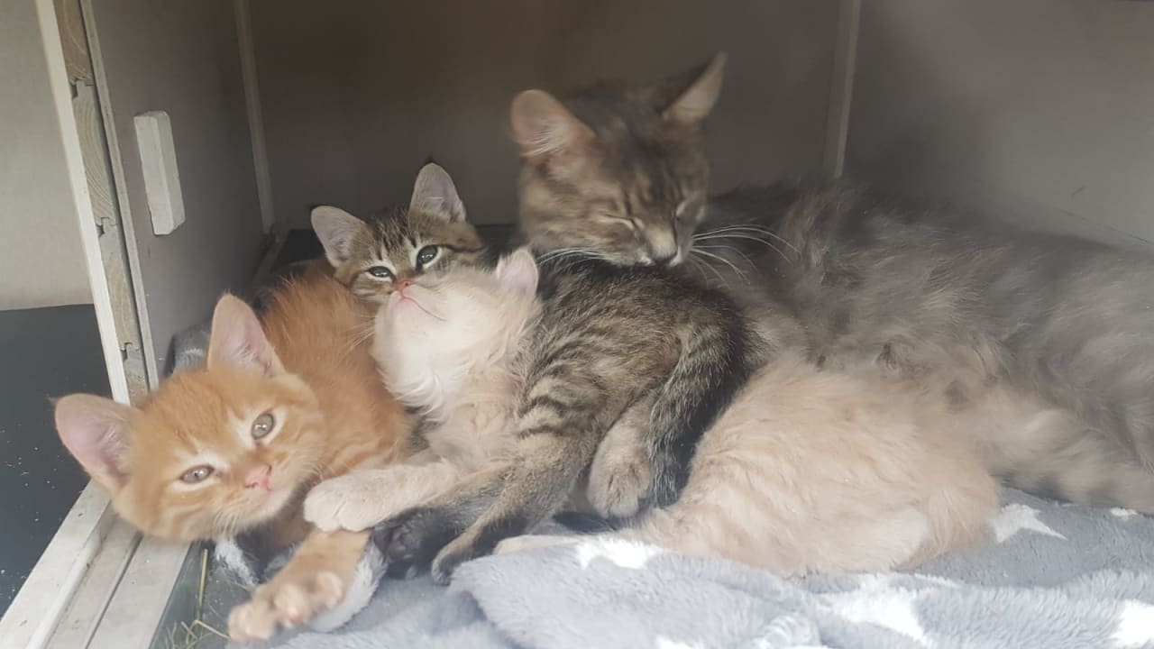 Sonstiges Bio Kindererlebnisbauernhof Voit