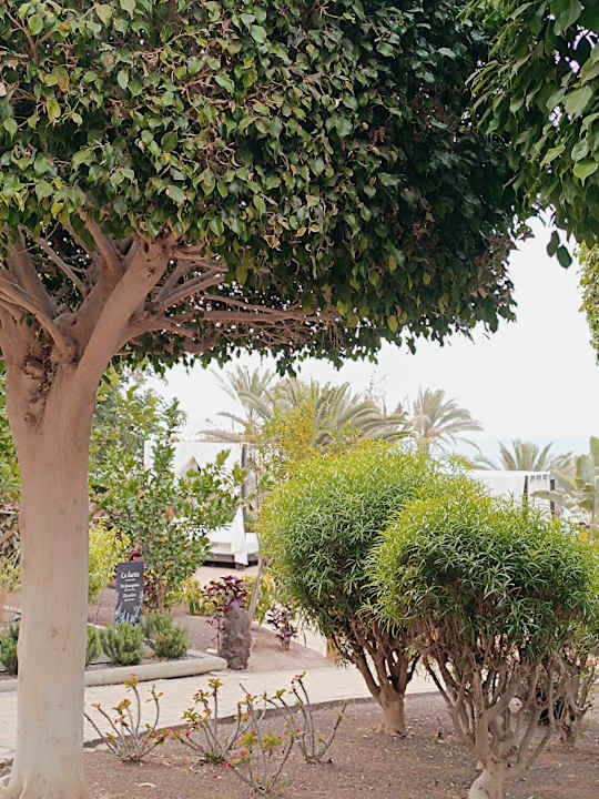 Gartenanlage R2 Rio Calma Hotel & Spa & Conference