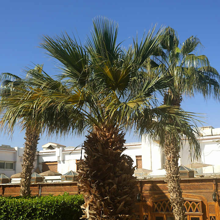 Gartenanlage The Grand Hotel Hurghada