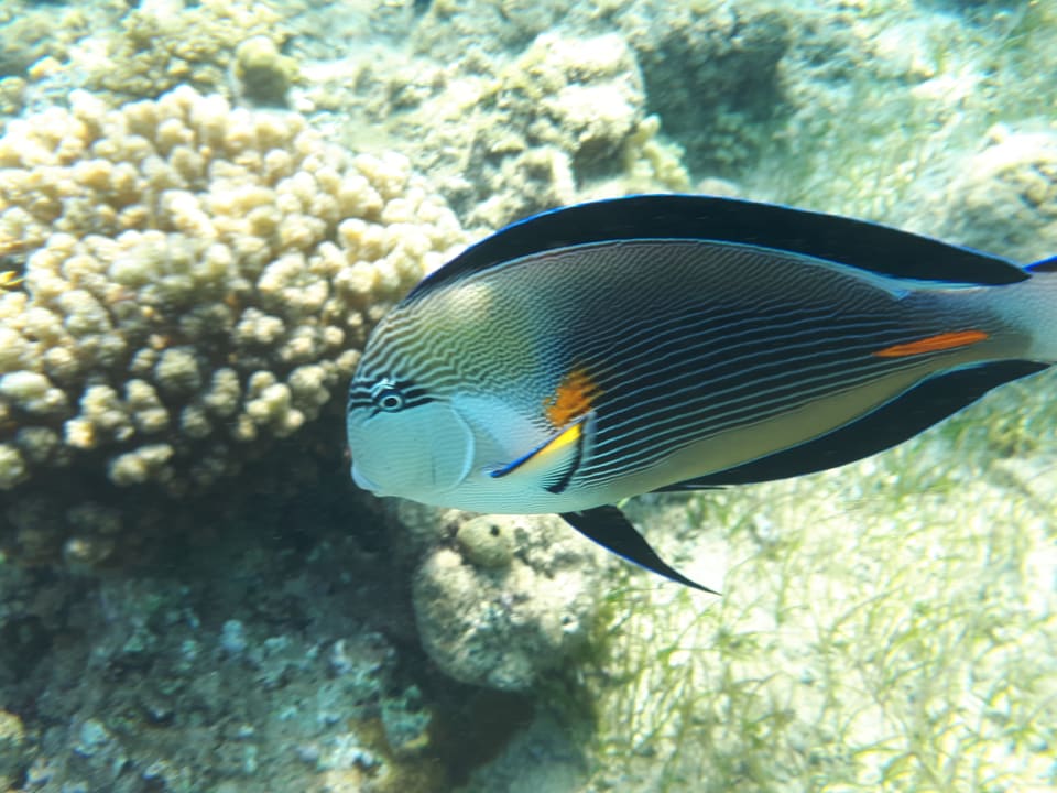 Sport & Freizeit Menaville Safaga