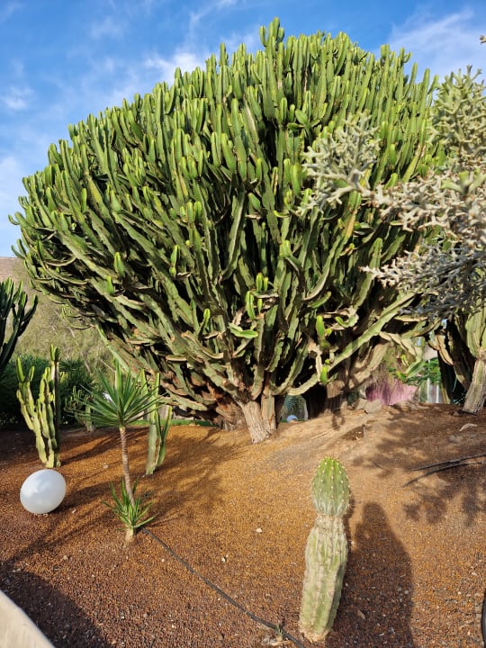 Gartenanlage allsun App.-Hotel Esquinzo Beach
