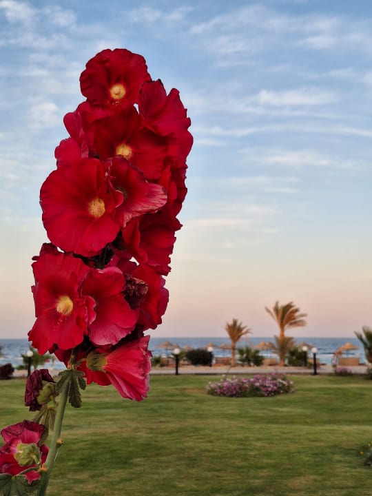 Gartenanlage Three Corners Happy Life Beach Resort