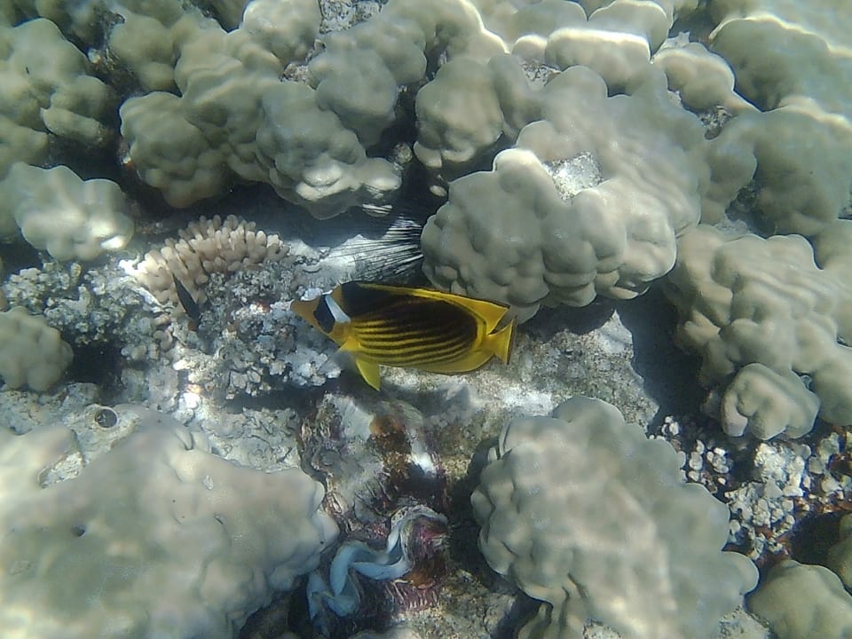 Sport & Freizeit Desert Rose