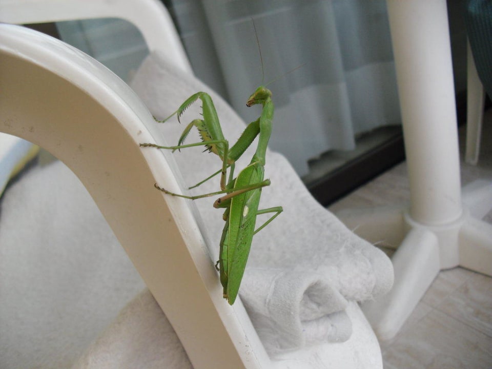 Besucher auf unserem Balkon Hotel Exagon Park