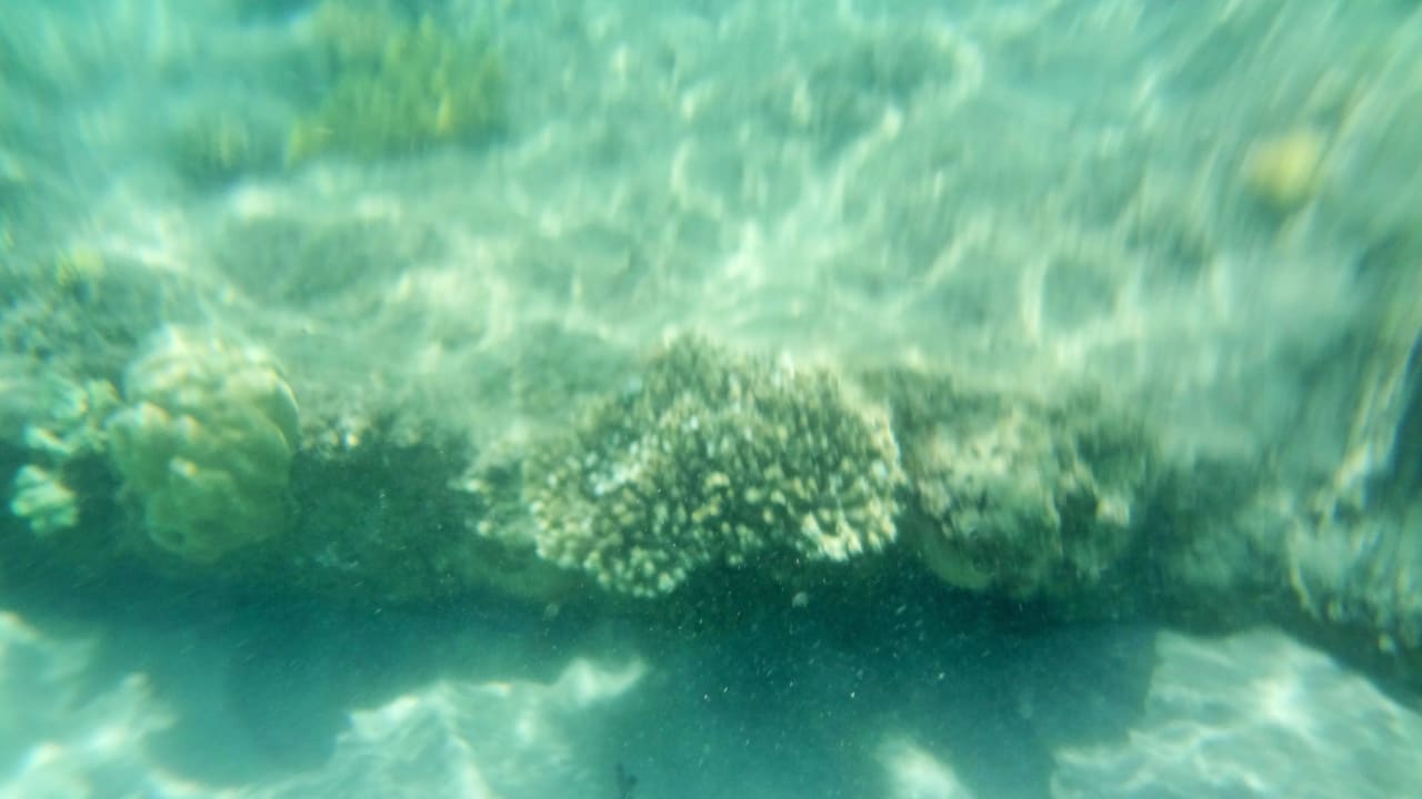 Риф недалеко от берега Desert Rose