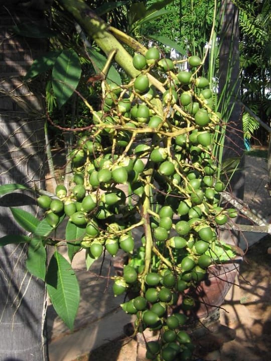 Palmfrüchte Hotel Lanta Sand Resort & Spa