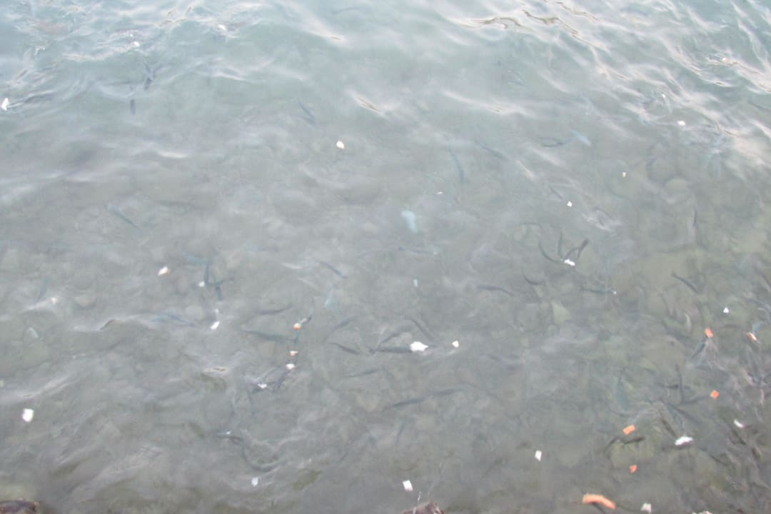 Ryby w zatoce Hotel Pine Bay Holiday Resort