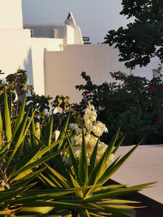 Gartenanlage Naxos Resort Beach Hotel