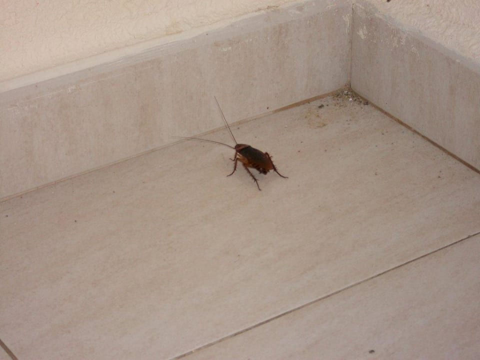 Kakerlake Ungeziefer im Hotel Hotel Vibra S'Estanyol