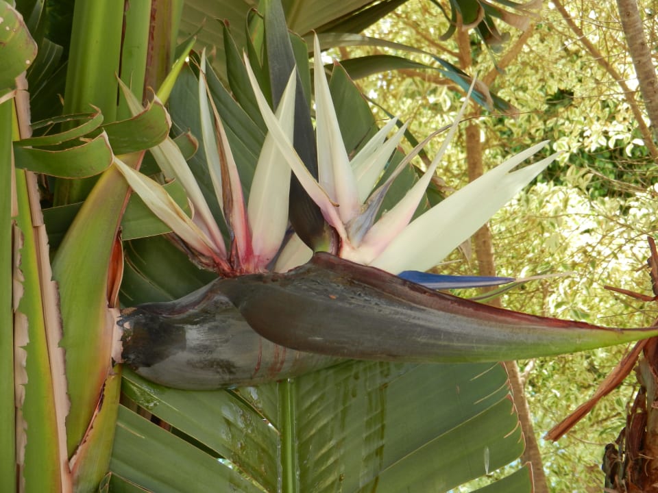 Palmenblüte Makadi Palace