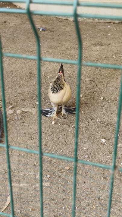 Gartenanlage Mirage Park Resort