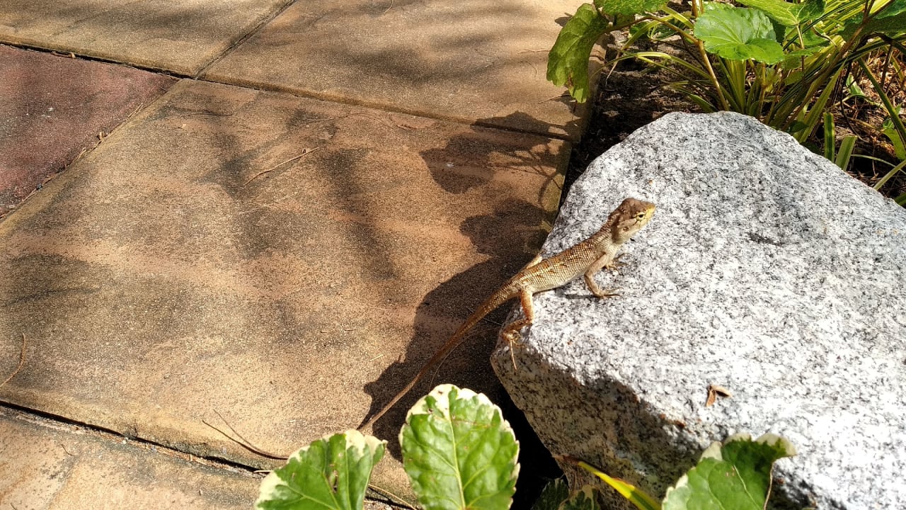 Gartenanlage Best Western Premier Bangtao Beach Resort & Spa