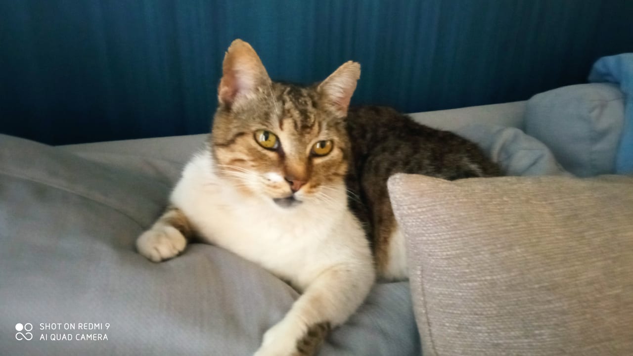 Zimmer Club Maspalomas Suites & SPA