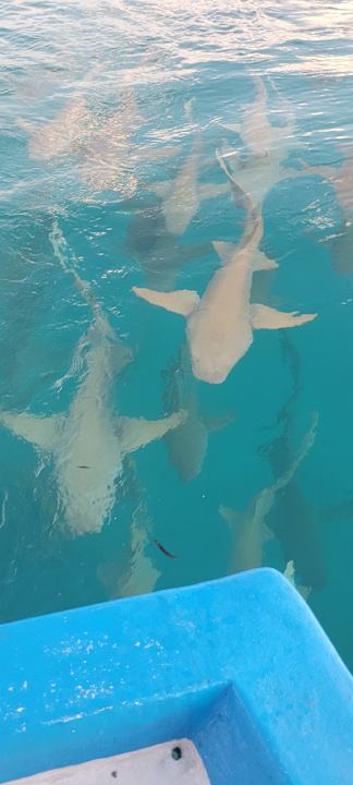 Sport & Freizeit Cinnamon Hakuraa Huraa Maldives