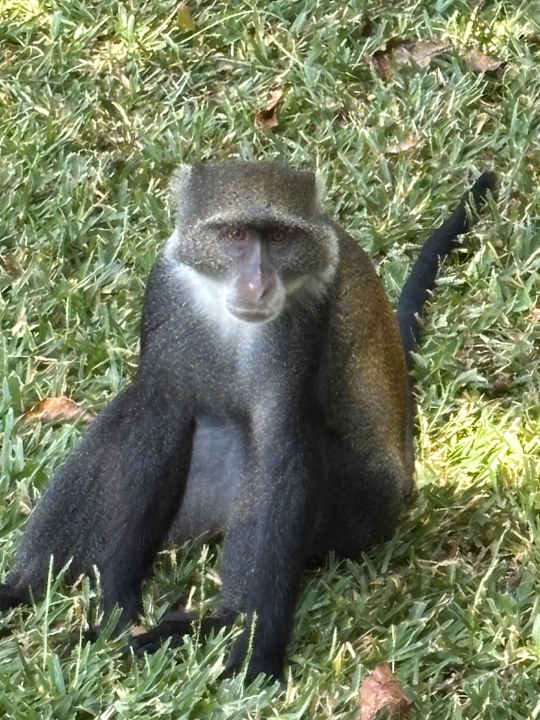Gartenanlage Hotel Diani Sea Lodge