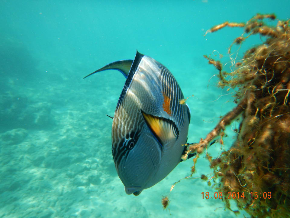 Doktorfisch/Hausriff Arabia Azur Resort