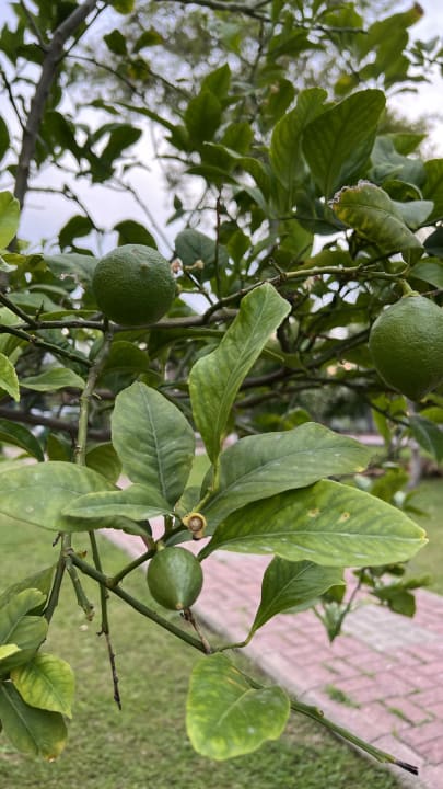 Gartenanlage VONRESORT Golden Beach