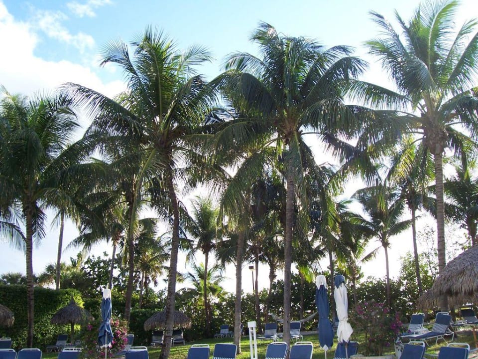 Garten The Palms Hotel & Spa