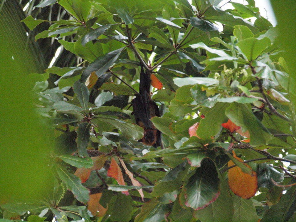 Flughund Kuramathi Maldives