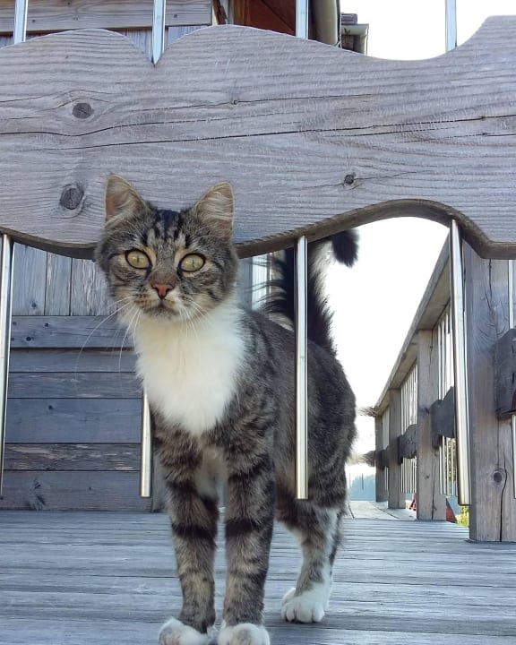 Hofkatze Lina Ferienwohnungen Stalterhof
