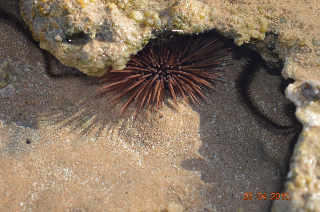 Морской ежик Jaz Makadi Oasis Resort