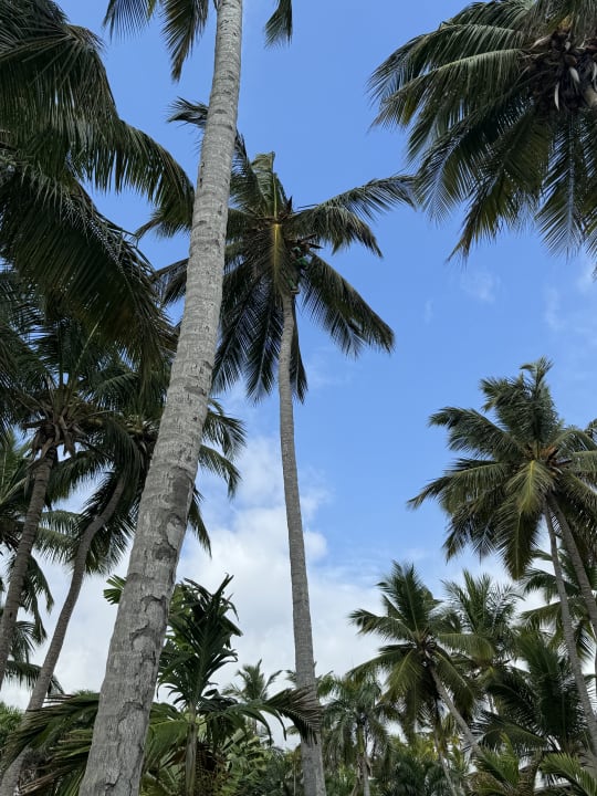 Gartenanlage Grand Palladium Punta Cana Resort & Spa