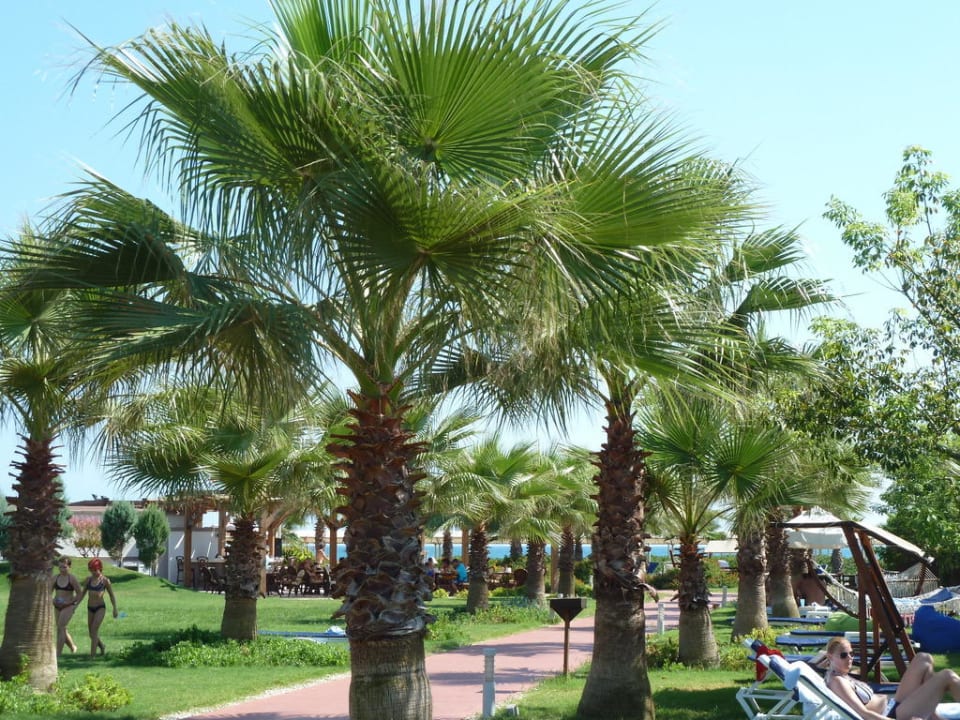 Weg zum Strand Saturn Palace Resort Hotel