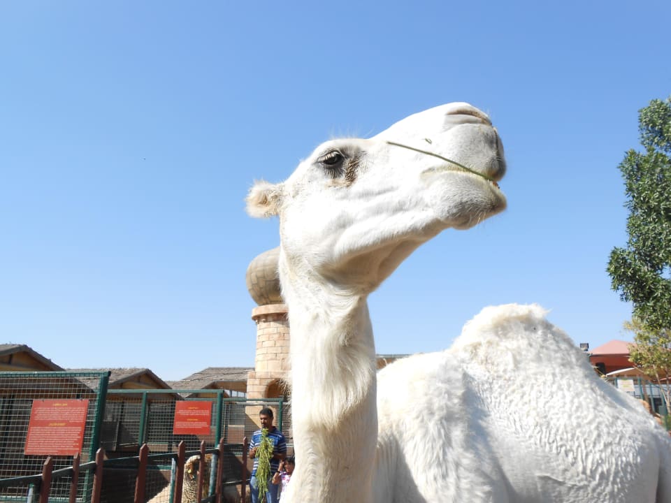 Weisse Kamele eine Seltenheit Hotel Emirates Park Resort
