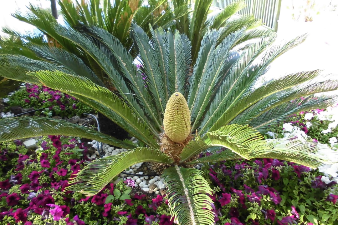 Schöne Palme Diamond Excellence Resort & Spa