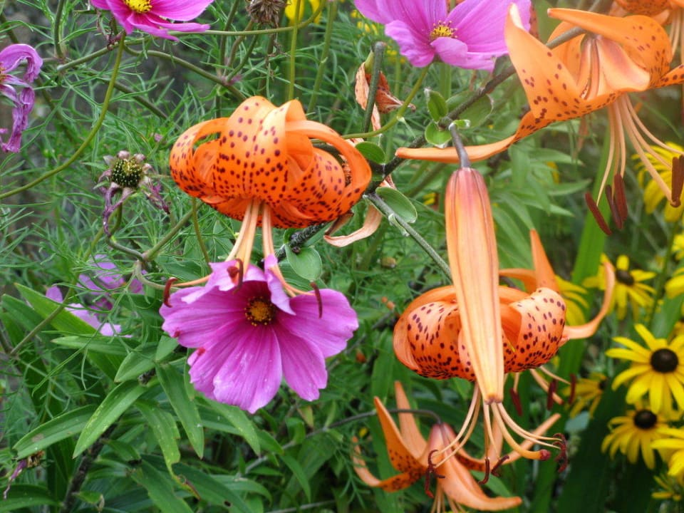 Schöne Blumen Berglandhotel Untertheimerhof