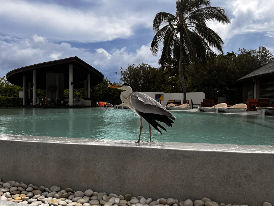 Pool Centara Ras Fushi Resort & Spa Maldives