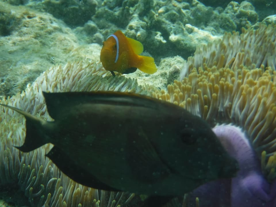 Strand Biyadhoo Island Resort