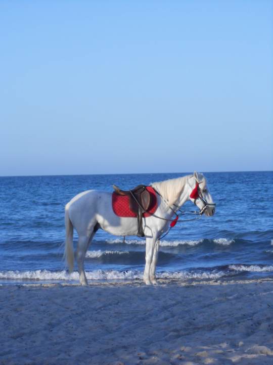 Du reiten mit Pferd? Djerba Sun Beach Hotel & Spa