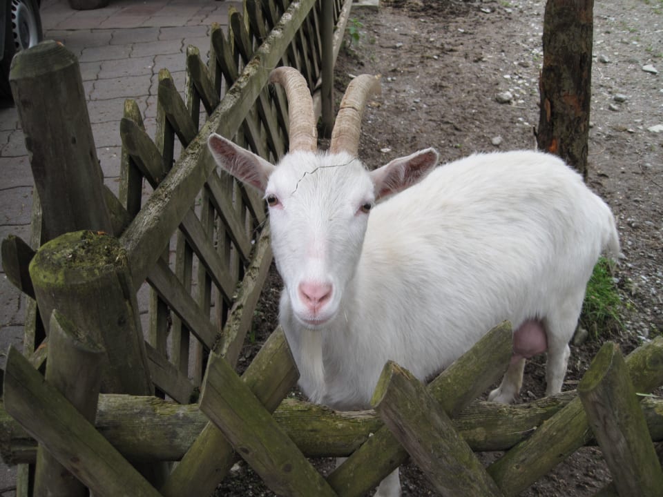 Landhof Landhof Ellmau