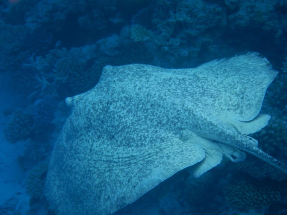 Rochen Summer Island Maldives