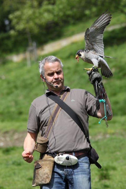 Flugshow einmal wöchentlich Hotel Panorama