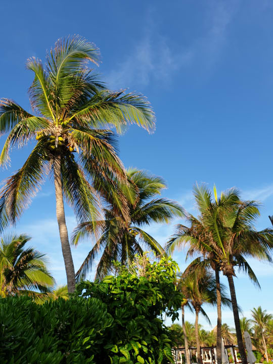 Gartenanlage Akumal Bay Beach & Wellness Resort