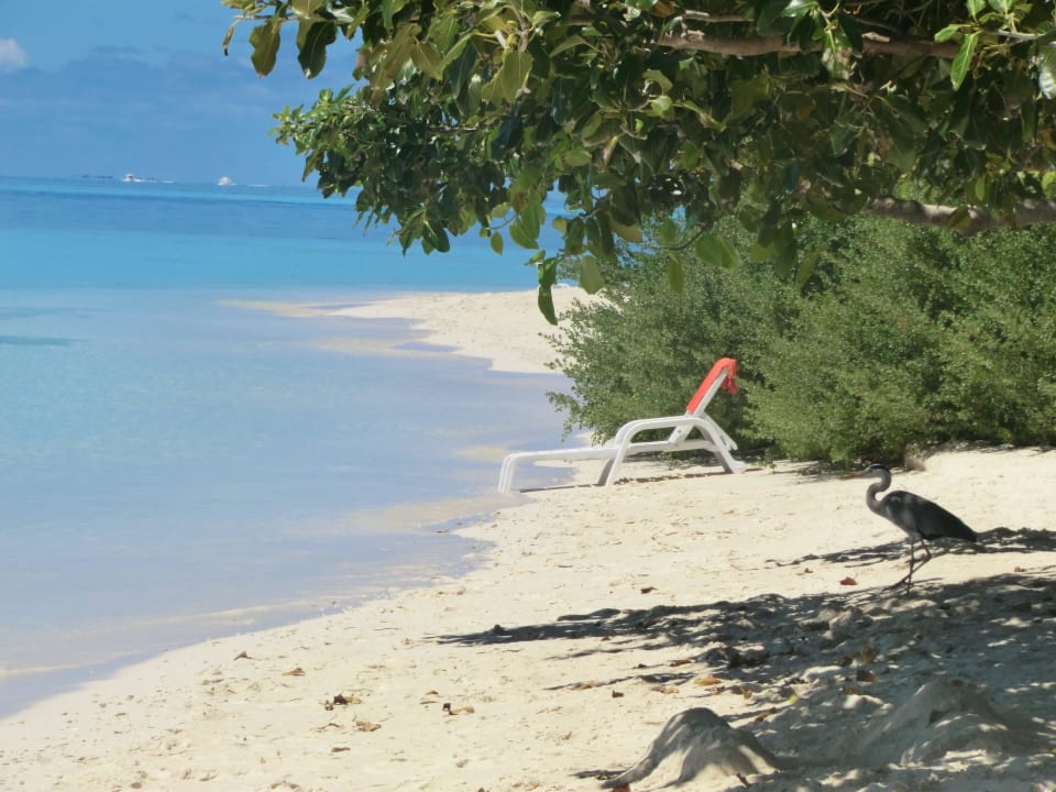 Unser Reiher Biyadhoo Island Resort