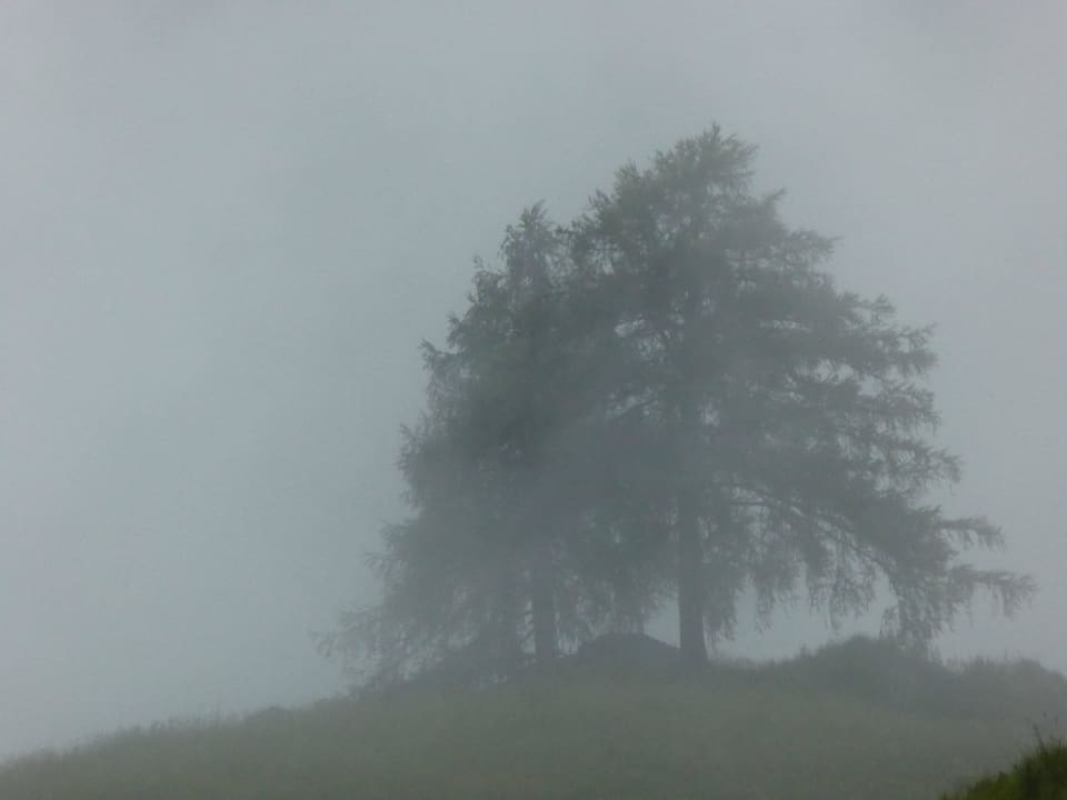 Baum im Nebel Hotel Panorama
