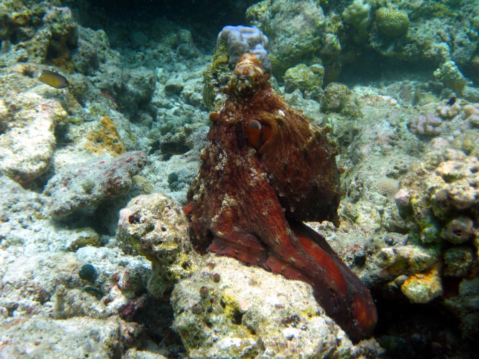 Schnorcheln am Hausriff NH Collection Maldives Reethi Resort