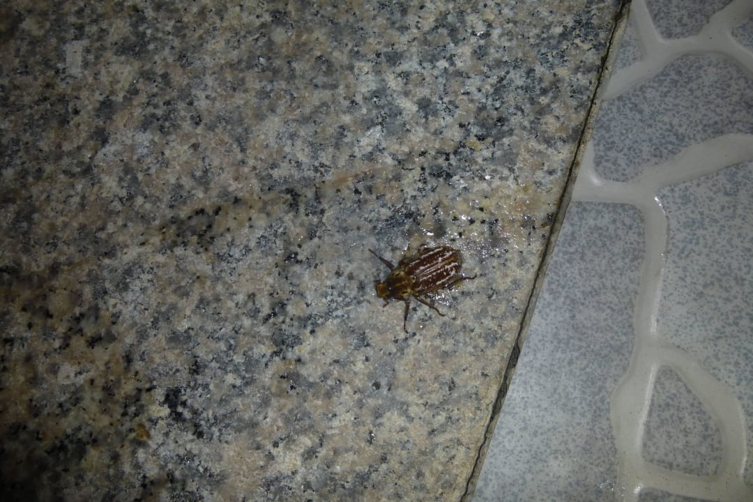 Kakerlake im Zimmer  VONRESORT Golden Beach