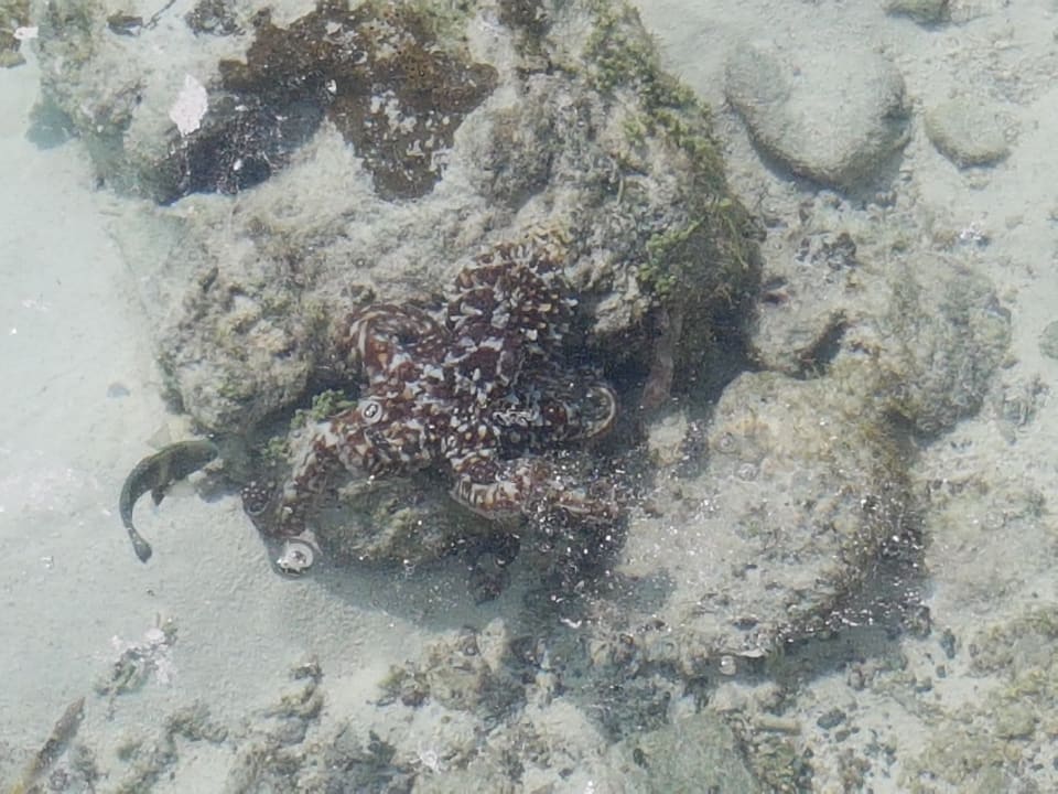 Beim Schnorcheln leicht zu übersehen - Ein gut getarnter Okt Adaaran Select Hudhuran Fushi - Premium All Inclusive