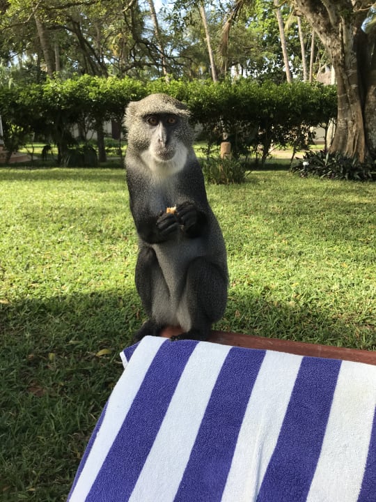 Gartenanlage Neptune Palm Beach Boutique Resort & Spa